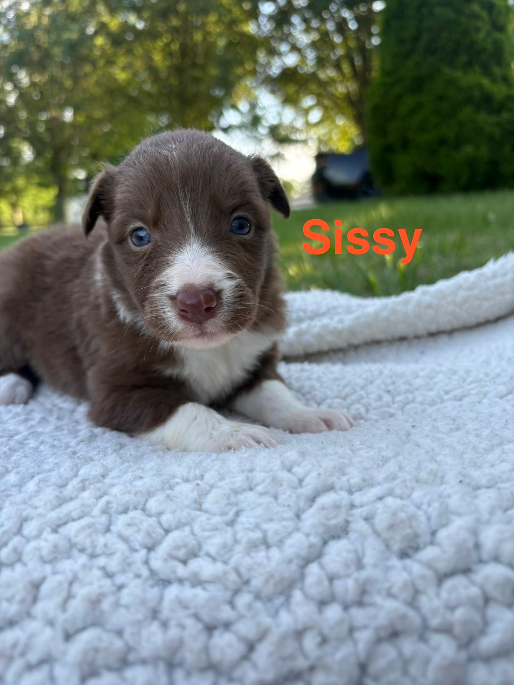 Sissy red and white Ross vegas kennels