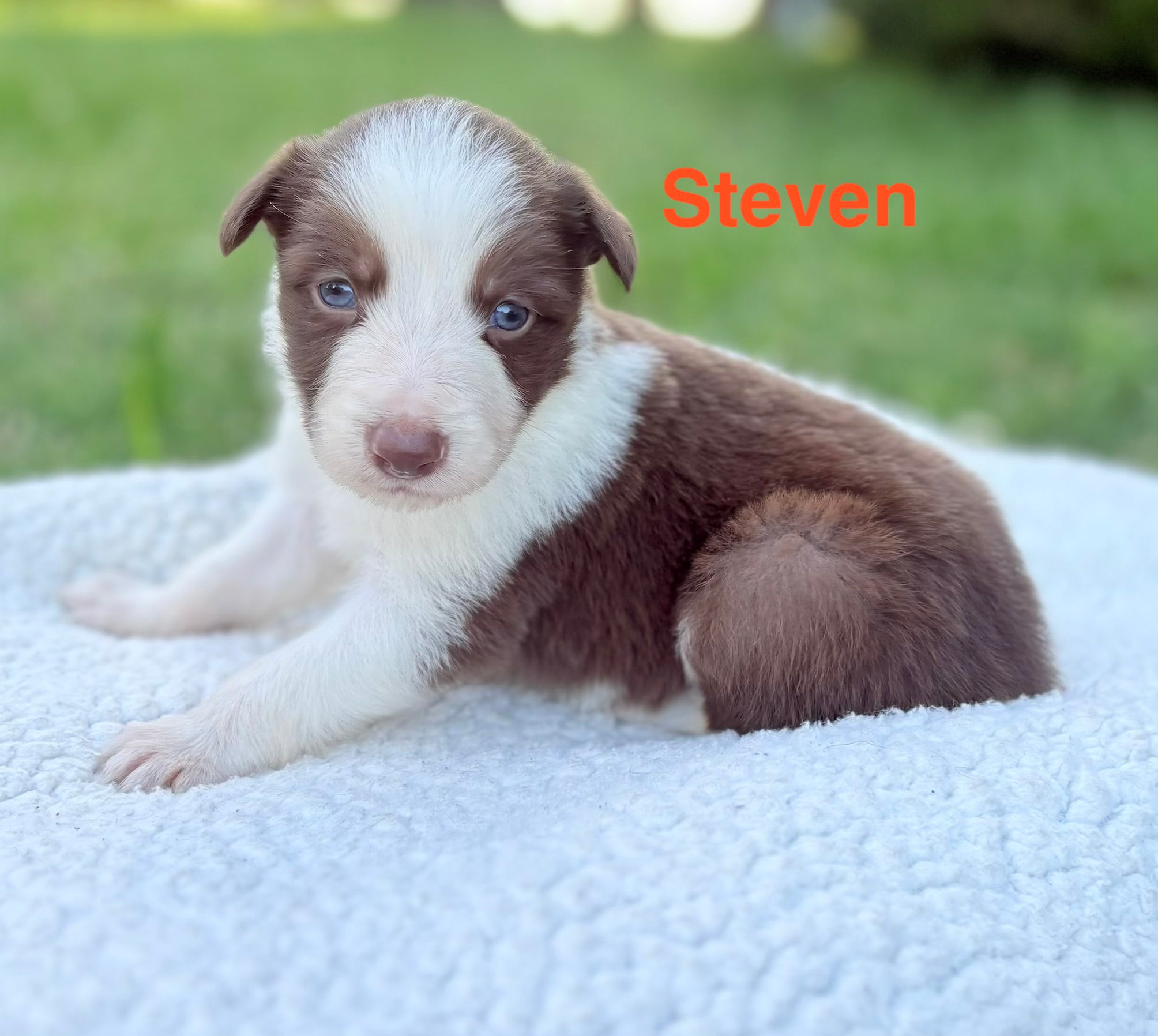 Steven Puppy Ross Vegas Kennels