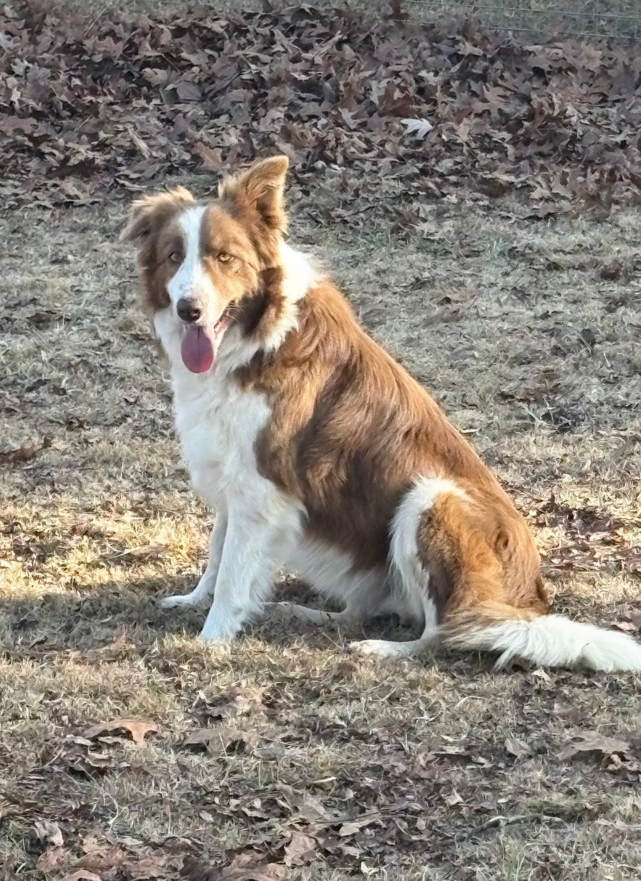 Story female border collies breeding dog Ross Vegas kennels