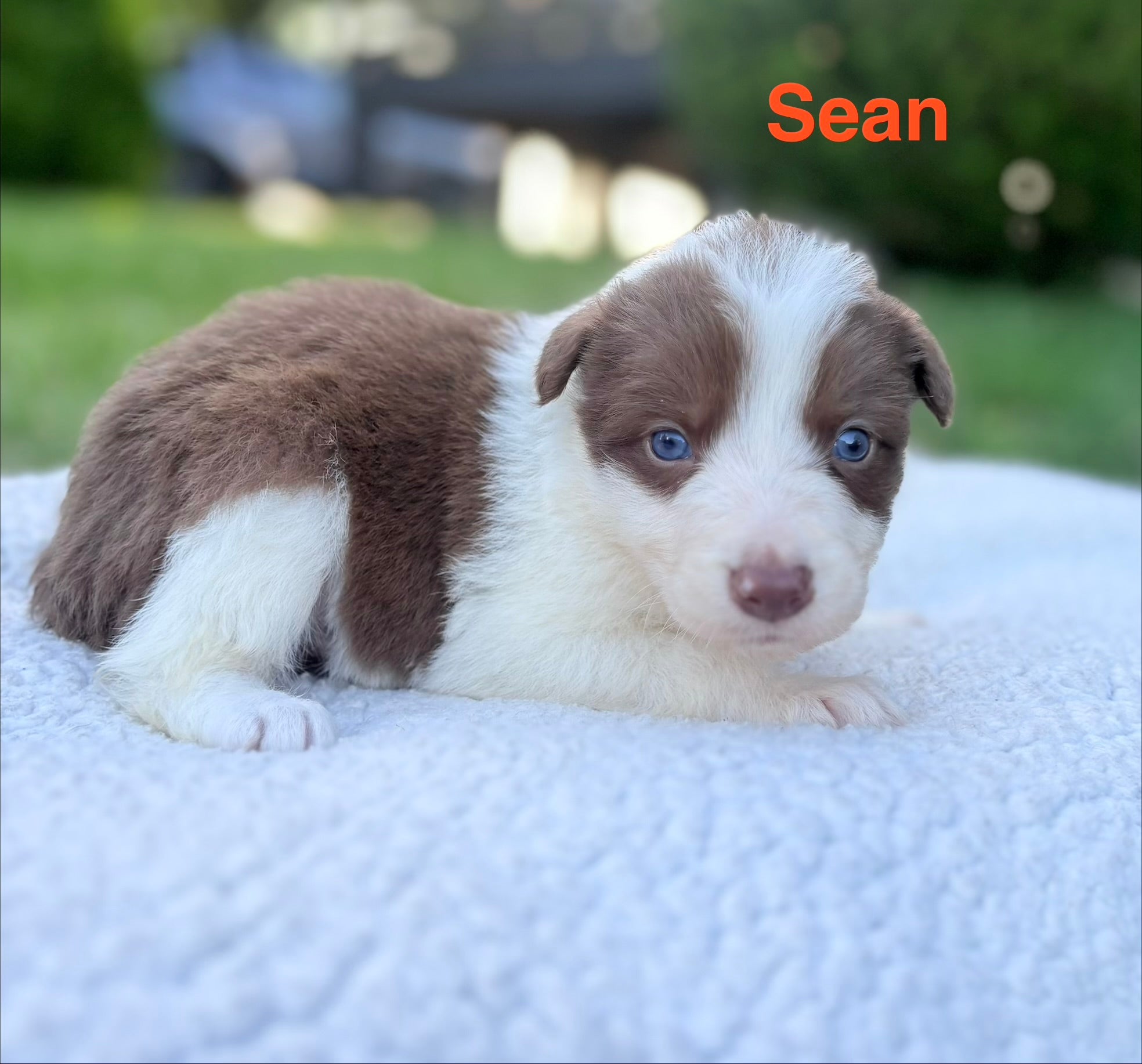 sean Lilac and white Ross Vegas kennels